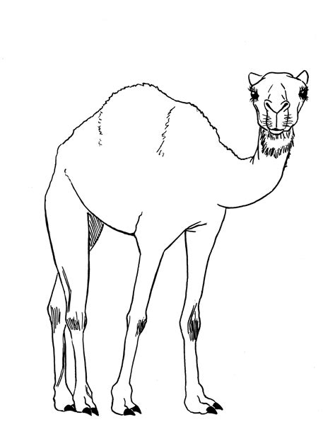 draw  camel drawing lessons