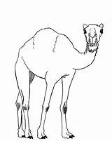 Camel Drawing Draw Drawings Camels Desert Cute Simple Getdrawings Paintingvalley Hopefully sketch template