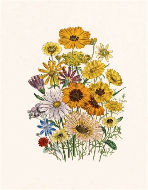daisy flower drawing  getdrawings