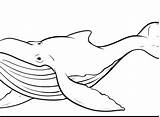 Whale Humpback Getcolorings Getdrawings sketch template
