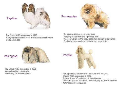 dog toy breed group dog breed pekingese pomeranian companion dog herding dogs pet care