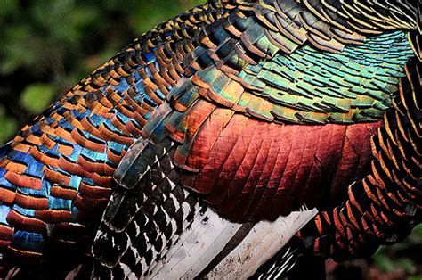 Ocellated Turkey Facts Range Habitat Diet Calls Pictures