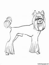 Coloring Yorkie Pages Terrier Puppy Getcolorings Printable Poo Getdrawings Line Drawing Color sketch template