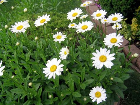 long lasting shasta daisies brighten  summer garden silivecom