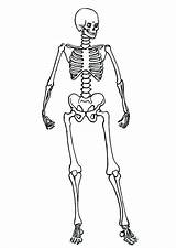 Skeleton Coloring Pages Human System Skeletal Posing Kids Anatomy Getcolorings Color Printable sketch template