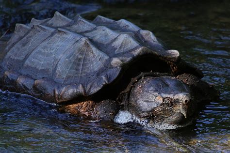 alligator snapping turtle japari library  kemono friends wiki