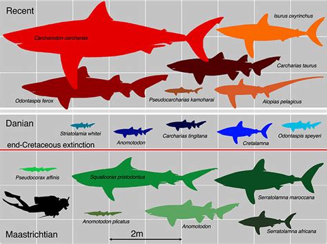 sharks  smaller  mass extinction event natural history museum