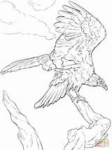 Turkey Vulture Coloring Pages Drawing Realistic Line Getdrawings Printable sketch template