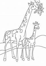 Giraffe Giraffa Versione Pianetabambini Singolarmente sketch template