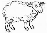 Sheep Coloring Fluffy sketch template