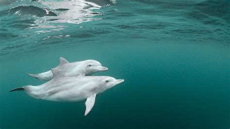 dolphins  pufferfish   high animal clubcouk