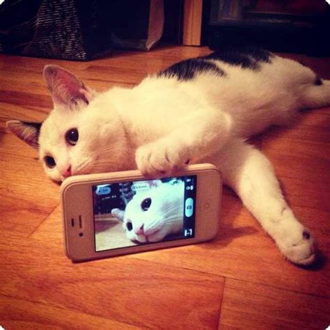cat with smart phone found on cute kittens cats and