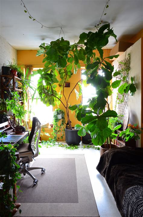 An Indoor Jungle Grows In A Brooklyn Apartment House Plants Indoor