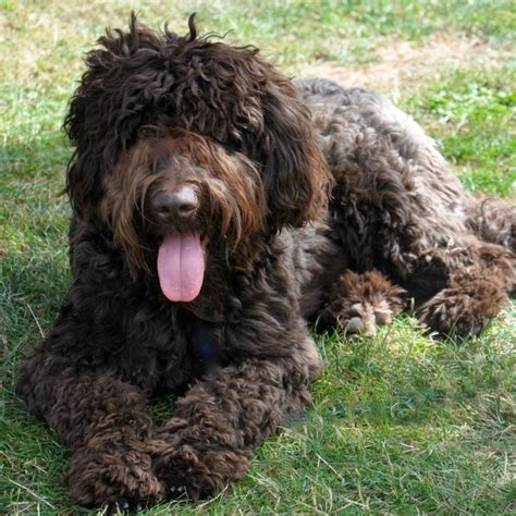 cutest labradoodle pics youve