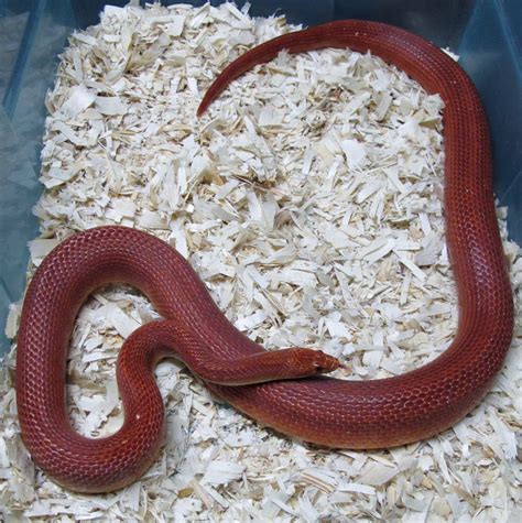corn snake bloodred male twin cities reptiles