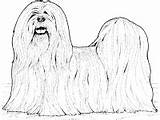 Lhasa Apso Coloring Breed Dog Pages sketch template