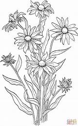 Coloring Eyed Susan Pages Flower Flowers Rudbeckia Hirta Drawing Printable Drawings Supercoloring Clipart Wildflower Kids Crafts Snapdragon Gif Sketches Book sketch template