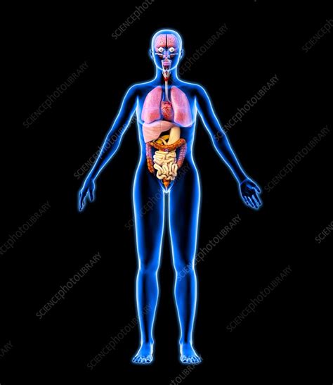 Illustration Of Woman S Internal Organs Human Female