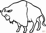 Bison Kolorowanki Bizon Bufalo Bisonte Umriss Kolorowanka Classique Mammals Buffaloes Kategorien sketch template