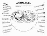 Cells Chessmuseum Ecdn Pay Bioart Prokaryote sketch template