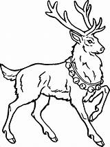 Renne Colorare Poetizzando Coloring Deer Babbo sketch template