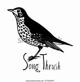 Thrush Song Pdf sketch template