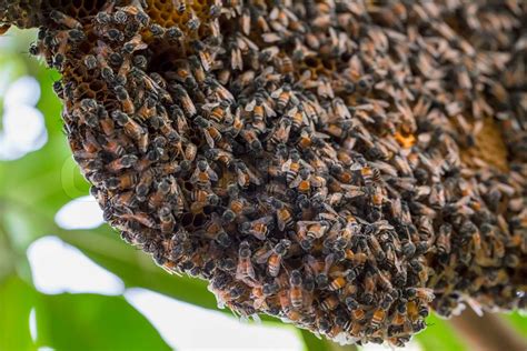 bees   hive  bees stock image colourbox