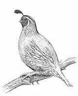 Quail Drawing Coloring Awesome sketch template