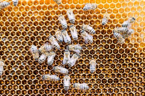 bijen op een honingraat gevuld met honing stock foto image  bijenkorf eten