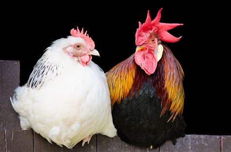 explain  difference   chicken   hen colekruwweeks