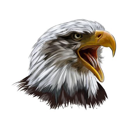 eagle drawing