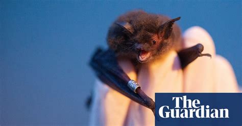 hot houses the race to save bats from overheating as temperatures rise