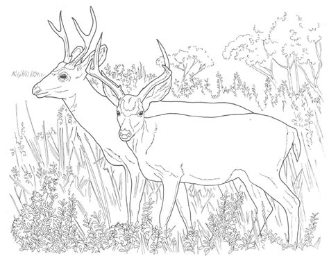 white tailed deer coloring pages  print   white