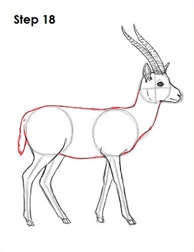 draw  gazelle