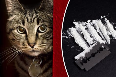 cat killed at party after being forced to snort coke by sick thug