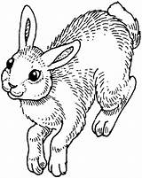 Coloring Pages Hopping Bunny Awesome Rabbit Kidsplaycolor Color Kids sketch template