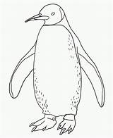 Coloring Pages Penguin Penguins Printable Kids sketch template