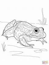 Frog Dart Poison Adults Salamander Frogs Getdrawings Coloringhome Anaxyrus sketch template