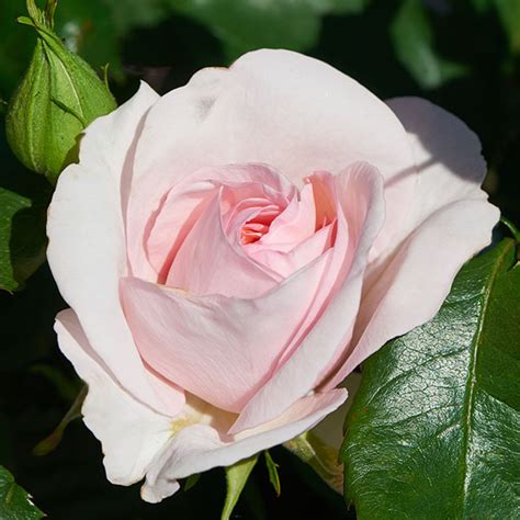anna shrub rose quality roses direct from grower
