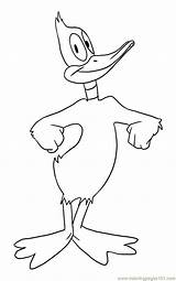 Duck Daffy Coloring Pages Printable Baby Step Yosemite Sam Outline Donald Clipart Cartoon Hunting Color Cartoons Ducks Library Online Characters sketch template