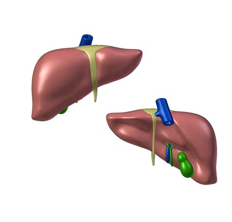 Liver For 3d Printing Anatomy 3d Model 3d Printable Cgtrader