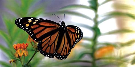ragbrai helps monarch butterflies spread their wings