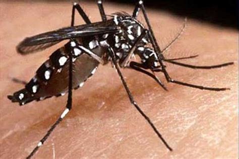 dengue cases  indian state odisha