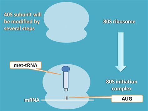 steps  translation  bring proteins