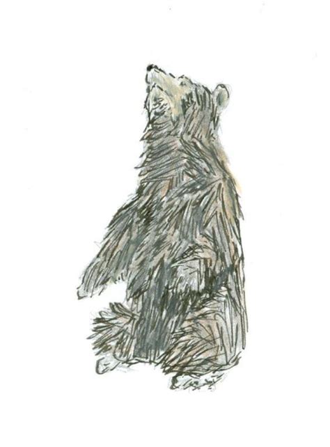grizzly bear sketch