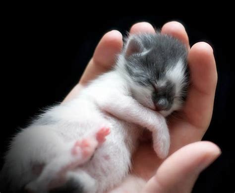 tiny kitten kittens kitten