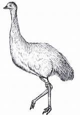 Emu Australian Colouring Animals Coloring Pages Template Sketch Aboriginal Sweeper Street Search Google Animal Templates Cute Huge September Chuck Does sketch template