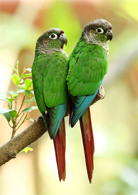 green cheeked parakeet bird breeds green parrot bird colorful parrots