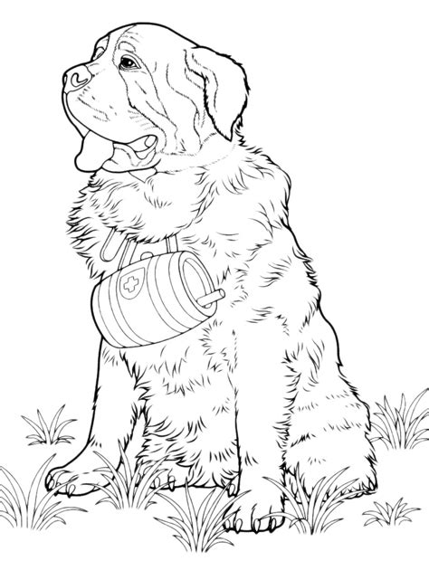 st bernard coloring pages png  file