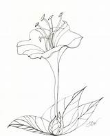 Pen Drawing Flower Ink Dead Roses Sketch Tree Getdrawings Diya Ribbons sketch template